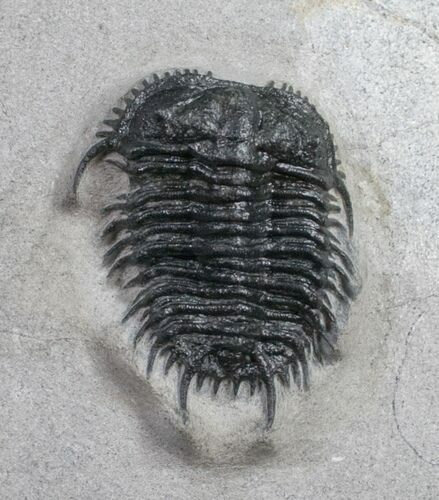 Excellent Gondwanaspis Trilobite From Morocco #10886